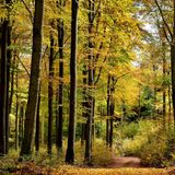 Der Hunsrück ist ein waldreiches Mittelgebirge, das sich deutlich von den umliegenden Weinbaugebieten an Mosel, Rhein, Nahe und Saar abhebt. Über weite Höhenzüge ziehen sich nahezu endlose Wälder, in denen sich die Landschaft ständig wandelt: alte Buchenbestände, bizarre Felsen, Rosselhalden, Moore und im Sommer leuchtende Arnikawiesen. Prägend ist die Rotbuche, die hier großflächig vorkommt und weltweit als eher seltene Art gilt. Besucher können den Nationalpark problemlos auf eigene Faust auf gut markierten Wegen erkunden. Doch wer die Natur bewusst erleben und Hintergründe erfahren möchte, schließt sich am besten einer geführten Ranger- oder Erlebnistour an, die regelmäßig vom Nationalpark angeboten werden. Das Programm reicht von Wanderungen oder Radtouren bis hin zu Spezialführungen rund um Moore, Rosselhalden oder keltischen Spuren im Park.  