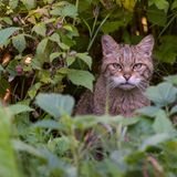 Umgeben von bekannten Weinbaugebieten wie der Mosel und dem Rhein gedeiht ein Stück Wildnis: Der Nationalpark Hunsrück-Hochwald befindet sich im westlichen Teil des Mittelgebirges Hunsrück und umfasst eine Fläche von 10.200 Hektar, die im Saarland und in Rheinland-Pfalz liegen. Seit 2015 steht die abwechslungsreiche Landschaft mit ihren Mooren, Felsformationen, alten Buchenwäldern und römisch-keltischen Kulturschätzen unter Schutz. Damit ist Hunsrück-Hochwald der jüngste Nationalpark Deutschlands. Die weitläufigen Waldlandschaften bieten nicht nur Fledermäusen, Schwarzstörchen und Rothirschen einen Lebensraum. Auch rund 100 Wildkatzen streifen hier durch die Wälder – das größte Vorkommen dieser scheuen Tiere in ganz Europa.