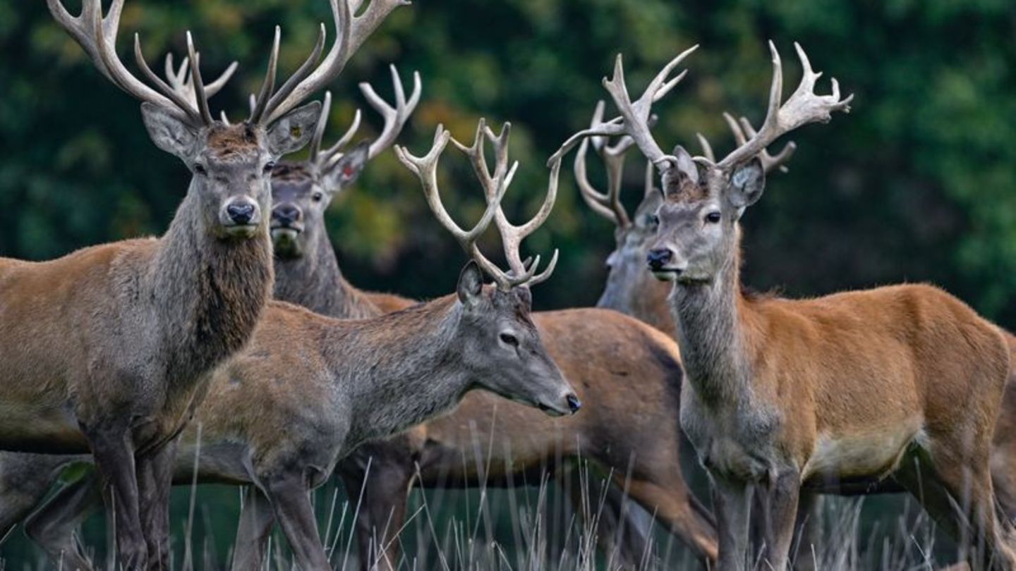 Der Rothirsch ist zum Tier des Jahres 2026 gewählt worden. (Archivbild) Foto: Patrick Pleul/dpa/ZB