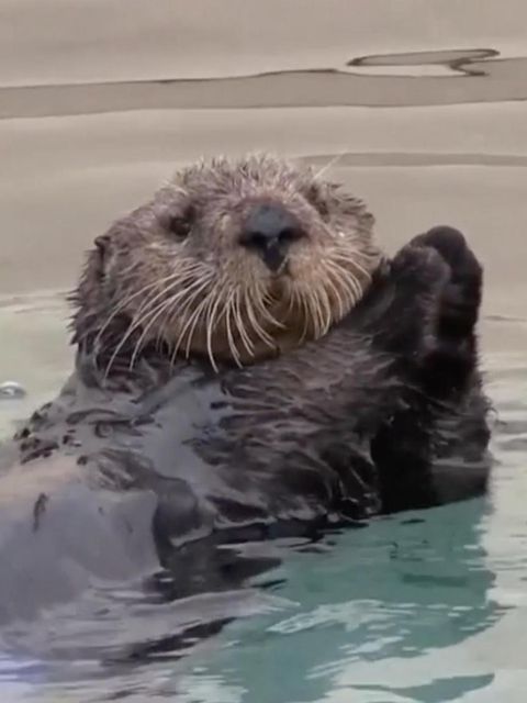 Rührende Rettung: Tierschützer vereinen verlorenes Seeotter-Baby mit Mutter – dank genialer Idee