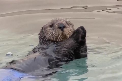 Rührende Rettung: Tierschützer vereinen verlorenes Seeotter-Baby mit Mutter – dank genialer Idee