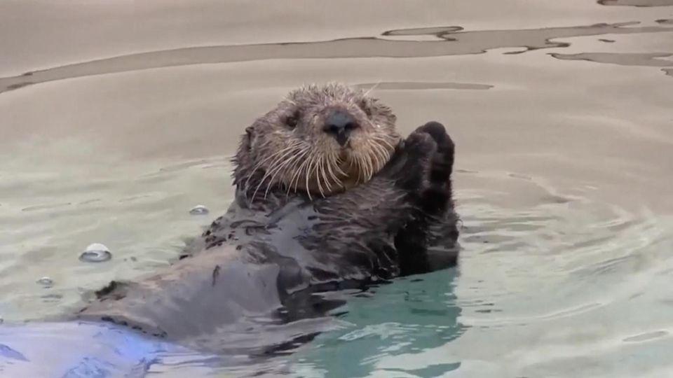 Rührende Rettung: Tierschützer vereinen verlorenes Seeotter-Baby mit Mutter – dank genialer Idee