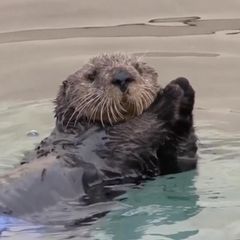 Rührende Rettung: Tierschützer vereinen verlorenes Seeotter-Baby mit Mutter – dank genialer Idee