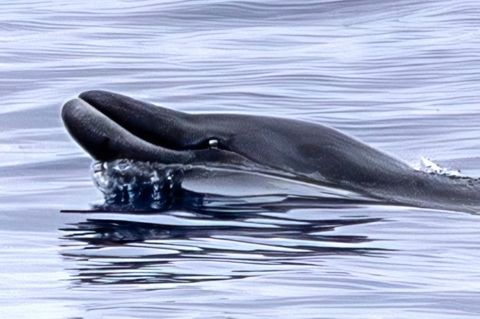 Ein Forschungsteam schoss die ersten Aufnahmen von lebenden Japanischen Schnabelwalen – nicht etwa vor der Küste Japans, sondern im Pazifik vor Mexiko