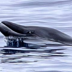 Ein Forschungsteam schoss die ersten Aufnahmen von lebenden Japanischen Schnabelwalen – nicht etwa vor der Küste Japans, sondern im Pazifik vor Mexiko