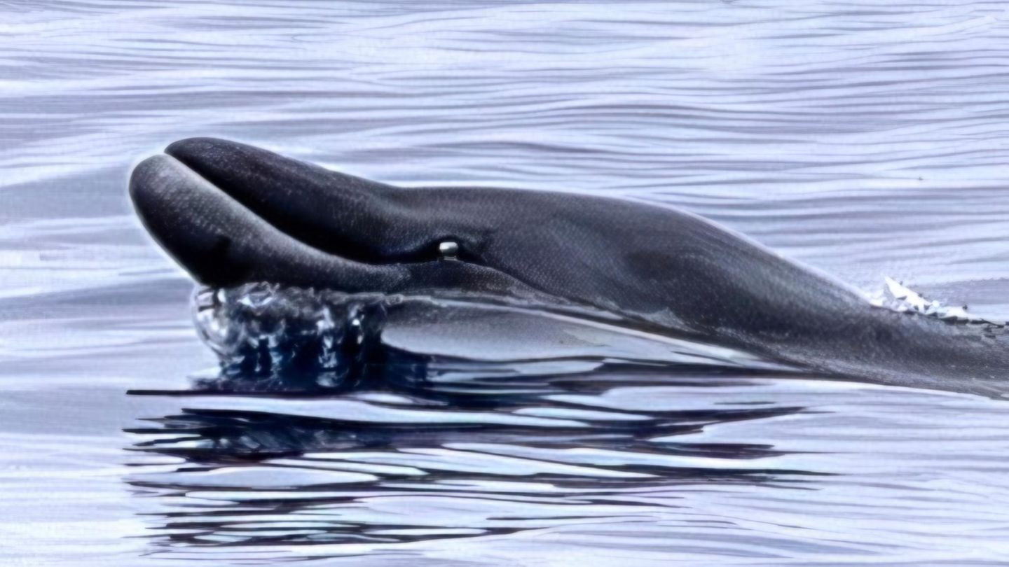 Mexiko-Erstmals-lebend-gesichtet-Wie-Forschende-den-Japanischen-Schnabelwal-aufsp-rten