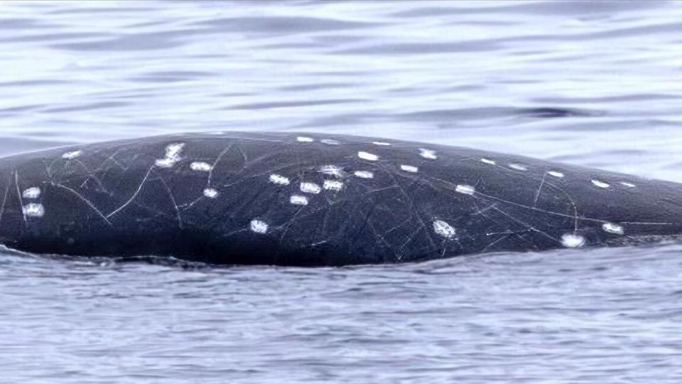 Der Rücken des ausgewachsenen Japanischen Schnabelwals ist stark vernarbt. Die großen weißen Flecken scheinen Bissspuren eines Zigarrenhais zu sein, die feinen Linien zeugen von Kämpfen mit anderen Männchen