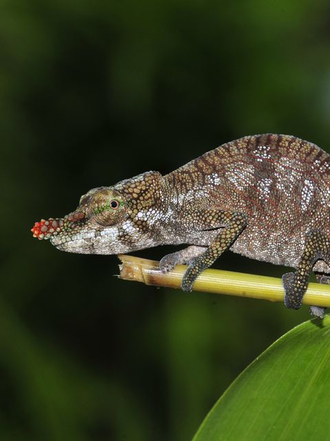 Kleines Chamäleon mit roter Nase