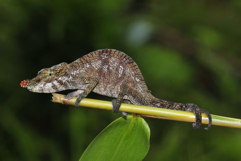 Kleines Chamäleon mit roter Nase