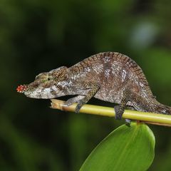 Kleines Chamäleon mit roter Nase