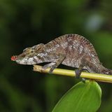 Kleines Chamäleon mit roter Nase