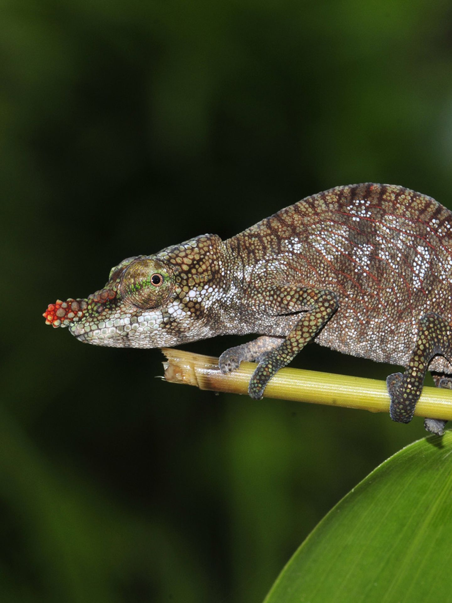 Kleines Chamäleon mit roter Nase
