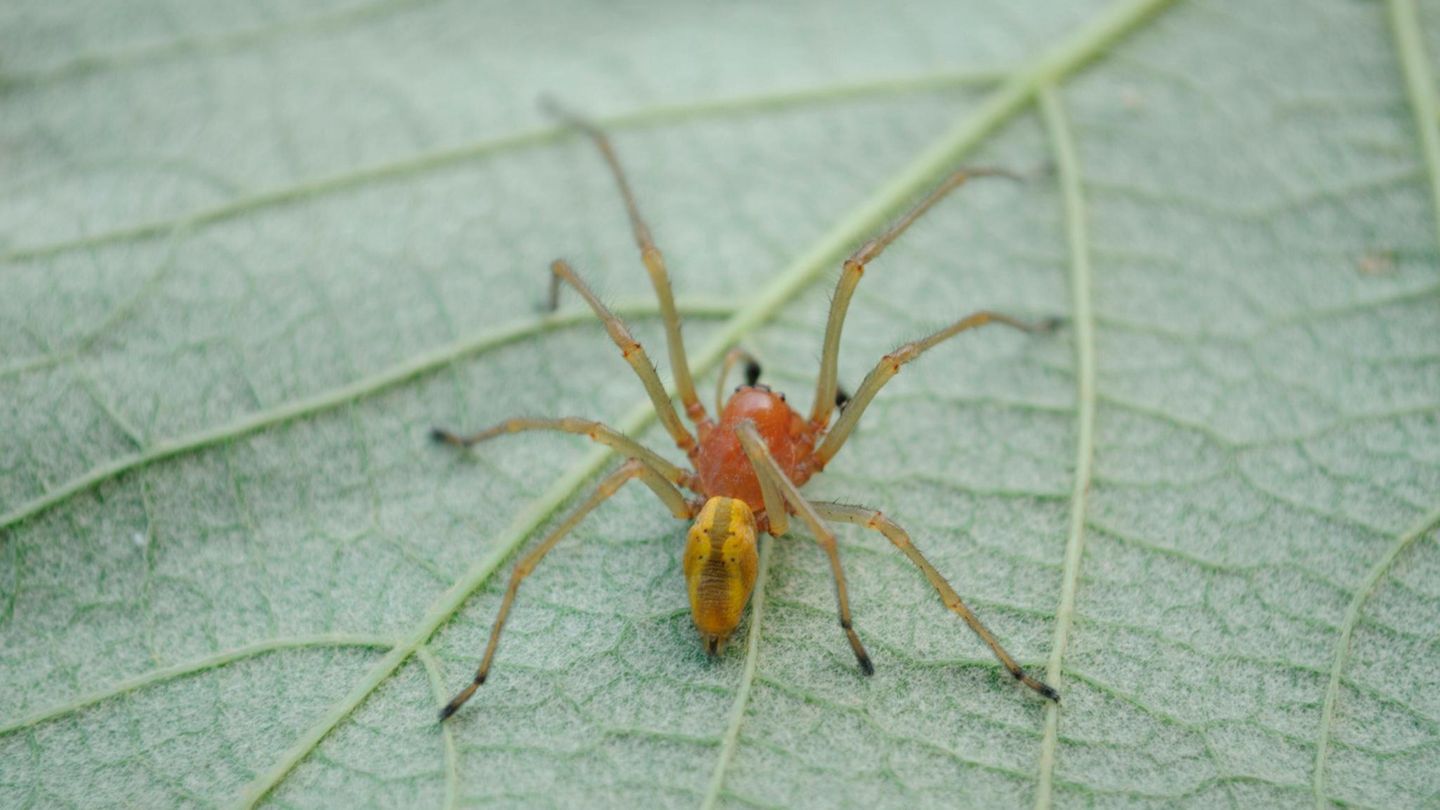 Ammen-Dornfinger-Das-faszinierende-Leben-der-giftigsten-Spinne-Deutschlands-GEOplus
