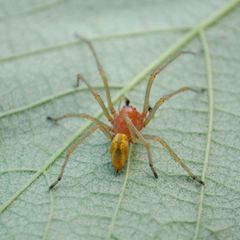 Ammen-Dornfinger (im Bild: ein Männchen) sind von den anderen zehn in Deutschland vorkommenden Arten der Gattung Cheiracanthium durch das deutlich verlängerte erste Beinpaar zu unterscheiden      