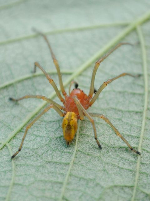 Ammen-Dornfinger (im Bild: ein Männchen) sind von den anderen zehn in Deutschland vorkommenden Arten der Gattung Cheiracanthium durch das deutlich verlängerte erste Beinpaar zu unterscheiden      