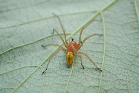 Ammen-Dornfinger (im Bild: ein Männchen) sind von den anderen zehn in Deutschland vorkommenden Arten der Gattung Cheiracanthium durch das deutlich verlängerte erste Beinpaar zu unterscheiden      