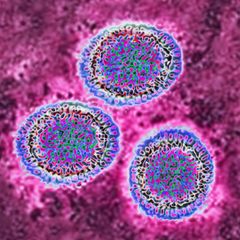 Influenza Virus