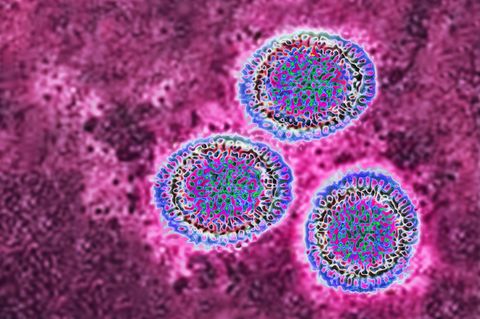 Influenza Virus