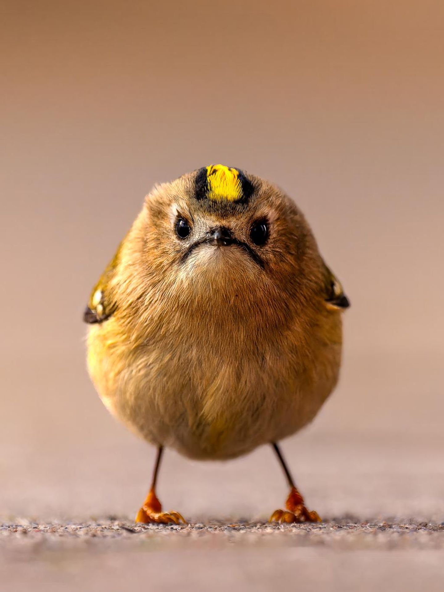 Platz 1  "Bei meiner Fotoreise auf der Insel Helgoland begegnete ich zum ersten Mal einem Wintergoldhähnchen – und es war Liebe auf den ersten Blick. Um eine Perspektive auf Augenhöhe zu erhalten, legte ich die Kamera auf den Boden. Mein Herz pochte, und mein Finger klebte am Auslöser, während der winzige Vogel im Sekundentakt hin und her huschte. Plötzlich blieb er vollkommen still stehen und blickte direkt in die Kamera. Genau in diesem Moment entstand dieses Foto."