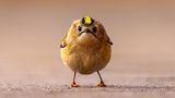 Platz 1  "Bei meiner Fotoreise auf der Insel Helgoland begegnete ich zum ersten Mal einem Wintergoldhähnchen – und es war Liebe auf den ersten Blick. Um eine Perspektive auf Augenhöhe zu erhalten, legte ich die Kamera auf den Boden. Mein Herz pochte, und mein Finger klebte am Auslöser, während der winzige Vogel im Sekundentakt hin und her huschte. Plötzlich blieb er vollkommen still stehen und blickte direkt in die Kamera. Genau in diesem Moment entstand dieses Foto."