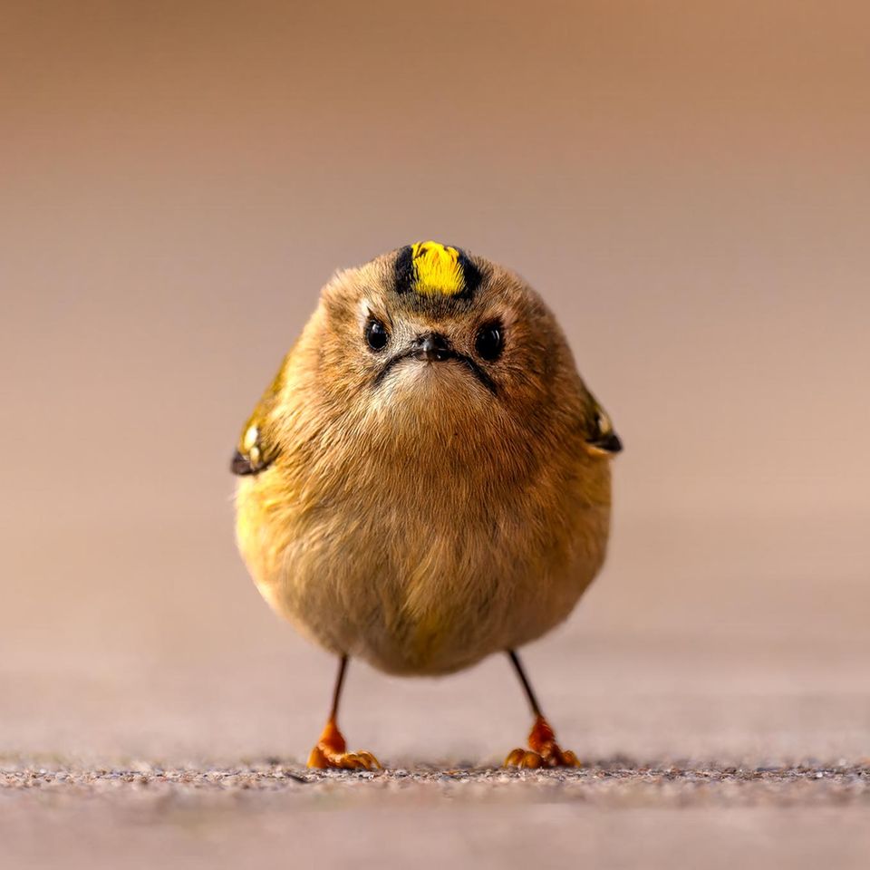 Platz 1  "Bei meiner Fotoreise auf der Insel Helgoland begegnete ich zum ersten Mal einem Wintergoldhähnchen – und es war Liebe auf den ersten Blick. Um eine Perspektive auf Augenhöhe zu erhalten, legte ich die Kamera auf den Boden. Mein Herz pochte, und mein Finger klebte am Auslöser, während der winzige Vogel im Sekundentakt hin und her huschte. Plötzlich blieb er vollkommen still stehen und blickte direkt in die Kamera. Genau in diesem Moment entstand dieses Foto."