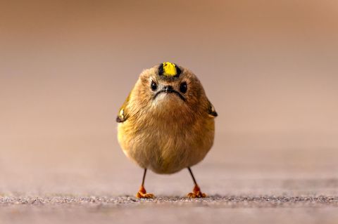 Platz 1  "Bei meiner Fotoreise auf der Insel Helgoland begegnete ich zum ersten Mal einem Wintergoldhähnchen – und es war Liebe auf den ersten Blick. Um eine Perspektive auf Augenhöhe zu erhalten, legte ich die Kamera auf den Boden. Mein Herz pochte, und mein Finger klebte am Auslöser, während der winzige Vogel im Sekundentakt hin und her huschte. Plötzlich blieb er vollkommen still stehen und blickte direkt in die Kamera. Genau in diesem Moment entstand dieses Foto."