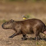 Platz 2  "Entstanden ist das Bild in Brasilien im Pantanal. Auf der Suche nach Jaguaren vom Boot aus beobachtete uns vom Land her das Wasserschweinchen. Unser Erscheinen war ihm wohl nicht so ganz geheuer, und als dann noch der 'Mitfahrer' auf ihm landete, trat es vorsichtshalber seine Weiterreise an. Tja, zur richtigen Zeit am richtigen Ort, ein bisschen Glück und die richtige Linse mit den richtigen Settings, und alles ist gut …"