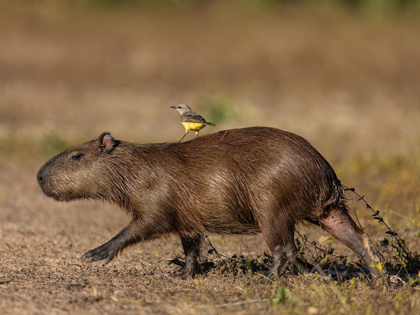 Platz 2  "Entstanden ist das Bild in Brasilien im Pantanal. Auf der Suche nach Jaguaren vom Boot aus beobachtete uns vom Land her das Wasserschweinchen. Unser Erscheinen war ihm wohl nicht so ganz geheuer, und als dann noch der 'Mitfahrer' auf ihm landete, trat es vorsichtshalber seine Weiterreise an. Tja, zur richtigen Zeit am richtigen Ort, ein bisschen Glück und die richtige Linse mit den richtigen Settings, und alles ist gut …"