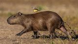 Platz 2  "Entstanden ist das Bild in Brasilien im Pantanal. Auf der Suche nach Jaguaren vom Boot aus beobachtete uns vom Land her das Wasserschweinchen. Unser Erscheinen war ihm wohl nicht so ganz geheuer, und als dann noch der 'Mitfahrer' auf ihm landete, trat es vorsichtshalber seine Weiterreise an. Tja, zur richtigen Zeit am richtigen Ort, ein bisschen Glück und die richtige Linse mit den richtigen Settings, und alles ist gut …"