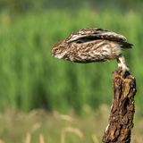 Platz 3  "Den kleinen Steinkauz, der aussieht, als würde er gleich zum nächsten Skisprung-Star, habe ich persönlich eines Abends im Mai 2024 an einem Feldrand in Belgien fotografiert. Es war ein Steinkauzpaar, das in der Nähe ihre Jungen aufgezogen hat und ständig auf der Suche nach Futter für den hungrigen Nachwuchs war. Neben vielen Würmern wurden auch ein paar Mäuse rangeschafft. Die zwei mussten sich ganz schön ranhalten, um die hungrigen Mäuler zu stopfen."   
