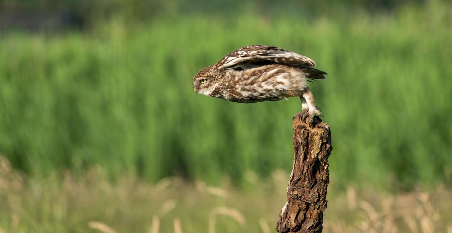 Platz 3  "Den kleinen Steinkauz, der aussieht, als würde er gleich zum nächsten Skisprung-Star, habe ich persönlich eines Abends im Mai 2024 an einem Feldrand in Belgien fotografiert. Es war ein Steinkauzpaar, das in der Nähe ihre Jungen aufgezogen hat und ständig auf der Suche nach Futter für den hungrigen Nachwuchs war. Neben vielen Würmern wurden auch ein paar Mäuse rangeschafft. Die zwei mussten sich ganz schön ranhalten, um die hungrigen Mäuler zu stopfen."   