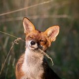 Platz 4  "Das Bild wurde im schönen Potsdam aufgenommen – mit Geduld und Glück. Ich fuhr mit meinem Fahrrad genau zur richtigen Zeit an einem Feldrand vorbei, wo sich dieser Fuchs befand. Nach etwa zwei Stunden, bei Sonnenuntergang, entstand dieses Bild."