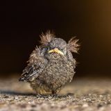 Finalist  Aufgenommen wurde es diesen Sommer am  29.06.2025.  Wir waren an dem Abend bei Freunden zum Essen eingeladen. Da es ein schöner Sommertag war, musste ich natürlich auch meine "kleine" Kamera einpacken. Die Gastgeber staunten nicht schlecht als ich meine R5mii mit dem 600mm F4 Objektiv in Tarnfarben mit in den Garten brachte. Aber als Hobby-Ornithologe (bzw.  Nenne ich mich selbst gerne "Ornitrolloge", da ich die Vogelfotografie liebe ich aber auch gerne Wortwitze in meine Captions mit einbaue) weiß ich, dass meist an den ungewöhnlichsten Orten und Situationen die besten Bilder warten. Die Gastgeber erzahlten mir, dass es in ihrem Garten einige Vogel zu bestaunen gibt, dass sie aber vor kurzem ein sehr komischen Vogel im Hof gesehen hatten. Er sei sehr zerzaust. Da ich am Tisch immer wieder Rotschwänze fliegen sah, vermutete ich bereits dass es sich um ein Rotschwanz Junges handeln würde. Also machten wir uns auf die Suche und siehe da, unter einem geparkten Auto vor der Scheune im Garten sprang tatsächlich das Rotschwanz Baby umher auf der Suche nach seinen Eltern und hungrig nach Futter bettelnd. Die flauschigen Federn ließen das Vögelchen dabei eher wie einen alten Professor aussehen. Ein wirklich komischer Anblick ® Das Bild nannte ich übrigens "Tired" da es unter dem Schatten des Autoreifens erschöpft  Schutz vor der Hitze suchte. Die Eltern haben kurze Zeit nach meinem kleinen fotoshooting ihren Nachwuchs übrigens wieder gefunden und gut versorgt ©