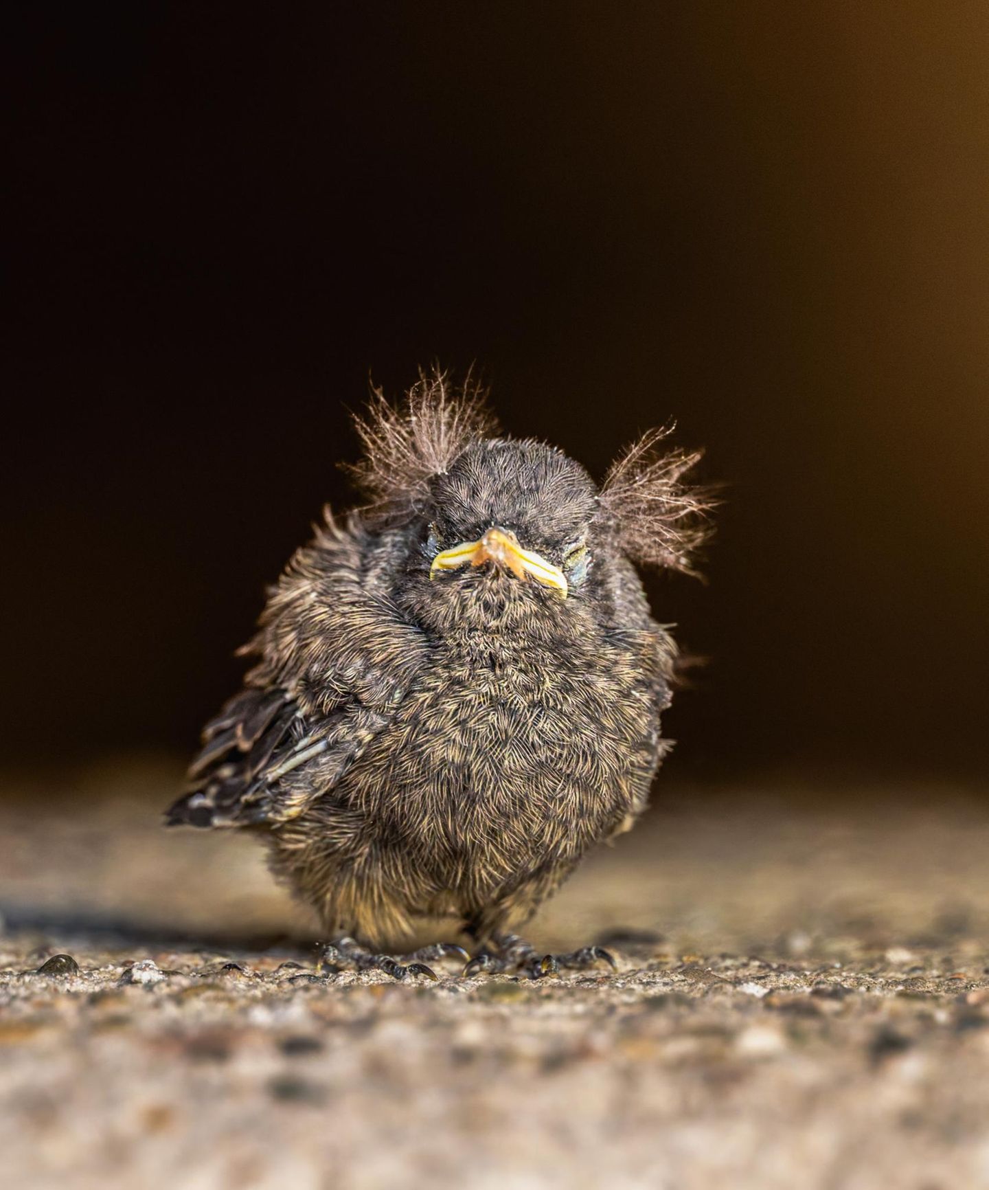 Finalist  Aufgenommen wurde es diesen Sommer am  29.06.2025.  Wir waren an dem Abend bei Freunden zum Essen eingeladen. Da es ein schöner Sommertag war, musste ich natürlich auch meine "kleine" Kamera einpacken. Die Gastgeber staunten nicht schlecht als ich meine R5mii mit dem 600mm F4 Objektiv in Tarnfarben mit in den Garten brachte. Aber als Hobby-Ornithologe (bzw.  Nenne ich mich selbst gerne "Ornitrolloge", da ich die Vogelfotografie liebe ich aber auch gerne Wortwitze in meine Captions mit einbaue) weiß ich, dass meist an den ungewöhnlichsten Orten und Situationen die besten Bilder warten. Die Gastgeber erzahlten mir, dass es in ihrem Garten einige Vogel zu bestaunen gibt, dass sie aber vor kurzem ein sehr komischen Vogel im Hof gesehen hatten. Er sei sehr zerzaust. Da ich am Tisch immer wieder Rotschwänze fliegen sah, vermutete ich bereits dass es sich um ein Rotschwanz Junges handeln würde. Also machten wir uns auf die Suche und siehe da, unter einem geparkten Auto vor der Scheune im Garten sprang tatsächlich das Rotschwanz Baby umher auf der Suche nach seinen Eltern und hungrig nach Futter bettelnd. Die flauschigen Federn ließen das Vögelchen dabei eher wie einen alten Professor aussehen. Ein wirklich komischer Anblick ® Das Bild nannte ich übrigens "Tired" da es unter dem Schatten des Autoreifens erschöpft  Schutz vor der Hitze suchte. Die Eltern haben kurze Zeit nach meinem kleinen fotoshooting ihren Nachwuchs übrigens wieder gefunden und gut versorgt ©