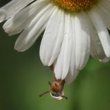 Finalistin  Nach einem Sommerregen zog es mich im vergangenen Jahr mit der Kamera in den Garten. Überall glitzerten Tropfen – ich hoffte eugentlich auf ein paar schöne Makroaufnahmen. Auf einer Margerite entdeckte ich eine kleine Schnecke, die langsam über die Blüte kroch. Fasziniert beobachtete ich, wie sie am Rand entlangglitt und dabei einen einzelnen Tropfen vor sich herschob. In dem winzigen Moment, kurz bevor der Tropfen fiel, drückte ich den Auslöser und so gelang mir ein völlig anderes Tropfenfoto als erwartet.   