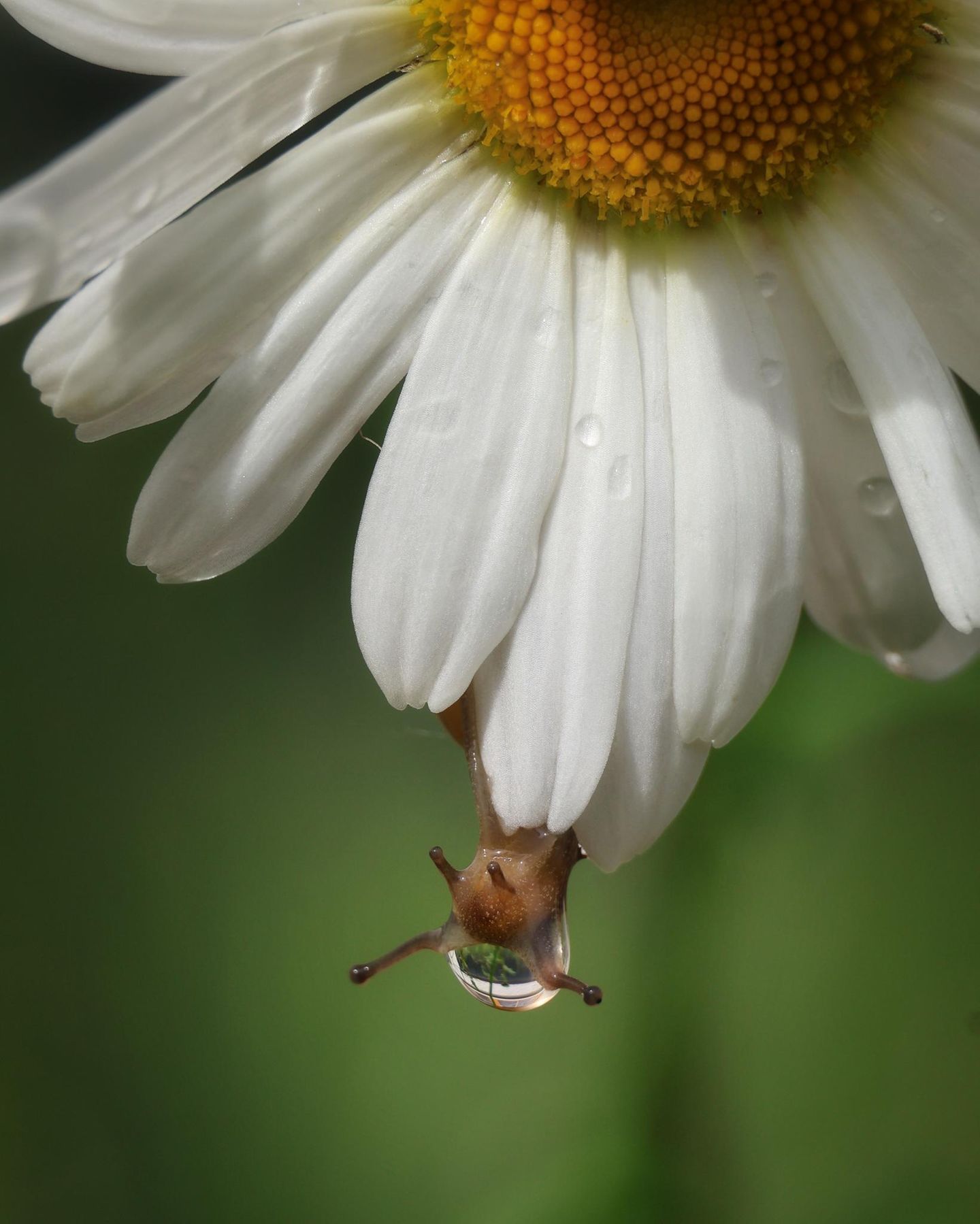 Finalistin  Nach einem Sommerregen zog es mich im vergangenen Jahr mit der Kamera in den Garten. Überall glitzerten Tropfen – ich hoffte eugentlich auf ein paar schöne Makroaufnahmen. Auf einer Margerite entdeckte ich eine kleine Schnecke, die langsam über die Blüte kroch. Fasziniert beobachtete ich, wie sie am Rand entlangglitt und dabei einen einzelnen Tropfen vor sich herschob. In dem winzigen Moment, kurz bevor der Tropfen fiel, drückte ich den Auslöser und so gelang mir ein völlig anderes Tropfenfoto als erwartet.   