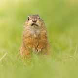 Finalist   Das Foto ist im April 2023 in Wien entstanden, dort gibt es noch Zieselpopulationenen. Unter einer Wiese gibt es eine Zieselkolonie. Immer wieder kommen sie aus ihren Löchern im Erdboden, suchen was zu fressen und irgendwann verschwinden sie wieder in ihren Löchern, um ein paar Minuten später wieder herauszukommen. Als der Kleine mich erspähte, verharrte er einen Augenblick in seiner Pose und vergaß, weiter zu kauen. Der erste Gedanken war Bugs Bunny, wie er sagt "Is was Doc?"