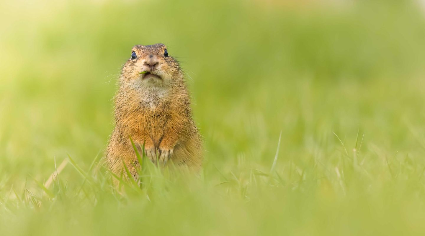Finalist   Das Foto ist im April 2023 in Wien entstanden, dort gibt es noch Zieselpopulationenen. Unter einer Wiese gibt es eine Zieselkolonie. Immer wieder kommen sie aus ihren Löchern im Erdboden, suchen was zu fressen und irgendwann verschwinden sie wieder in ihren Löchern, um ein paar Minuten später wieder herauszukommen. Als der Kleine mich erspähte, verharrte er einen Augenblick in seiner Pose und vergaß, weiter zu kauen. Der erste Gedanken war Bugs Bunny, wie er sagt "Is was Doc?"