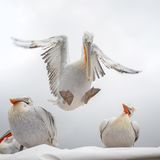 "Gear down"  Finalistin  Das Foto entstand im Januar am Lake Kerkini, in Griechenland. Um diese Jahreszeit haben die Männchen des Krauskopf-Pelikans eine besonders schöne Färbung ihres Schnabels. Dieser hat dann ein wunderschönes, kräftiges Orange.  Wir waren in einer kleinen Gruppen von Fotografen mit dem Boot unterwegs, weil sich von hier aus die Pelikane am besten fotografieren lassen. Da die Pelikane sehr gerne auf den Dächern der Boote landen, kam es immer wieder zu spektakulären Anflügen. Die Pelikane trudelten immer wieder auf dem Dach unseren Bootes ein, verscheuchten die anderen oder, wie auf diesem Bild, landeten zwischen anderen Pelikanen. Auf diesem Bild finde ich den Gesichtsausdruck der beiden anderen Pelikane so witzig. Der eine, der linke, als wolle er sagen: "Oh je, der schon wieder", und der rechte eher ein bisschen bewundernd, fast so als würde er den gezielten Anflug seines Artgenossen sehr bewundern. Und der in der Mitte sagt sich irgendwie: "Gear down, weg mit Euch, ich komme...."     Zu mir: Ich bin 59 Jahre alt, fotografiere mit einer Nikon Z9. Meine Leidenschaft gehört der Wildlife-Fotografie, die mich immer wieder in fremde Länder und Gefilde führt.     