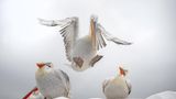 "Gear down"  Finalistin  Das Foto entstand im Januar am Lake Kerkini, in Griechenland. Um diese Jahreszeit haben die Männchen des Krauskopf-Pelikans eine besonders schöne Färbung ihres Schnabels. Dieser hat dann ein wunderschönes, kräftiges Orange.  Wir waren in einer kleinen Gruppen von Fotografen mit dem Boot unterwegs, weil sich von hier aus die Pelikane am besten fotografieren lassen. Da die Pelikane sehr gerne auf den Dächern der Boote landen, kam es immer wieder zu spektakulären Anflügen. Die Pelikane trudelten immer wieder auf dem Dach unseren Bootes ein, verscheuchten die anderen oder, wie auf diesem Bild, landeten zwischen anderen Pelikanen. Auf diesem Bild finde ich den Gesichtsausdruck der beiden anderen Pelikane so witzig. Der eine, der linke, als wolle er sagen: "Oh je, der schon wieder", und der rechte eher ein bisschen bewundernd, fast so als würde er den gezielten Anflug seines Artgenossen sehr bewundern. Und der in der Mitte sagt sich irgendwie: "Gear down, weg mit Euch, ich komme...."     Zu mir: Ich bin 59 Jahre alt, fotografiere mit einer Nikon Z9. Meine Leidenschaft gehört der Wildlife-Fotografie, die mich immer wieder in fremde Länder und Gefilde führt.     