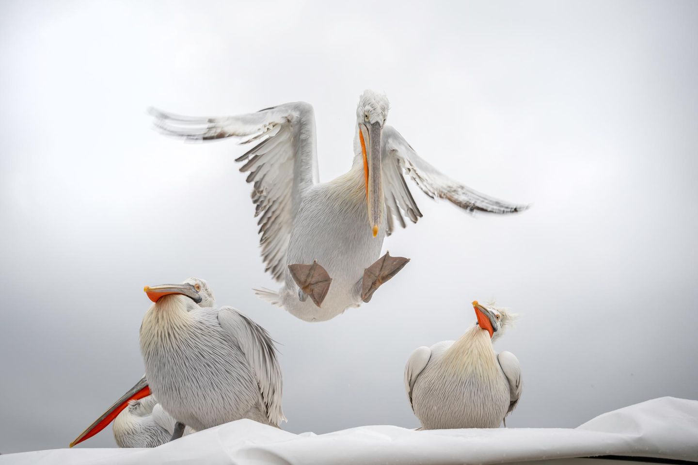 "Gear down"  Finalistin  Das Foto entstand im Januar am Lake Kerkini, in Griechenland. Um diese Jahreszeit haben die Männchen des Krauskopf-Pelikans eine besonders schöne Färbung ihres Schnabels. Dieser hat dann ein wunderschönes, kräftiges Orange.  Wir waren in einer kleinen Gruppen von Fotografen mit dem Boot unterwegs, weil sich von hier aus die Pelikane am besten fotografieren lassen. Da die Pelikane sehr gerne auf den Dächern der Boote landen, kam es immer wieder zu spektakulären Anflügen. Die Pelikane trudelten immer wieder auf dem Dach unseren Bootes ein, verscheuchten die anderen oder, wie auf diesem Bild, landeten zwischen anderen Pelikanen. Auf diesem Bild finde ich den Gesichtsausdruck der beiden anderen Pelikane so witzig. Der eine, der linke, als wolle er sagen: "Oh je, der schon wieder", und der rechte eher ein bisschen bewundernd, fast so als würde er den gezielten Anflug seines Artgenossen sehr bewundern. Und der in der Mitte sagt sich irgendwie: "Gear down, weg mit Euch, ich komme...."     Zu mir: Ich bin 59 Jahre alt, fotografiere mit einer Nikon Z9. Meine Leidenschaft gehört der Wildlife-Fotografie, die mich immer wieder in fremde Länder und Gefilde führt.     