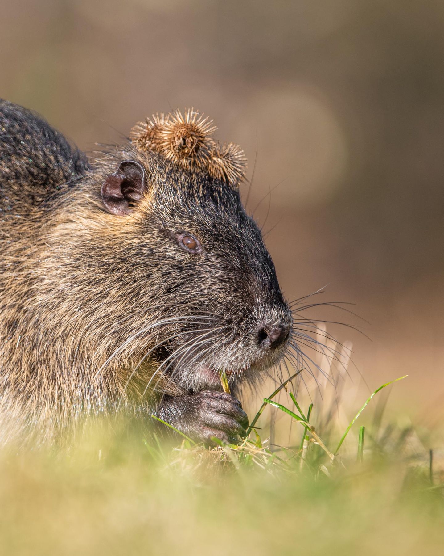 Finalist  Das Bild wurde von mir am 2.2.2025 an der Wagbachniederung fotografiert. Dabei waren wir eigentlich auf der Suche nach Vogelarten, als plötzlich mehrere Nutrias aus dem Wasser kamen. Sie schienen überhaupt keine Angst zu haben und kamen immer näher, während sie immer wieder an Grashalmen knabberten. Dabei entdeckten wir direkt den lustigen Kopfschmuck des einen Nutrias :) Mit der Zeit kamen immer mehr Wanderer und Fotografen hinzu und waren ebenfalls erstaunt, dass die niedlichen  Tiere keine Scheu zeigten.