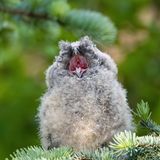 Finalistin  Das Foto ist in Frankfurt am Main entstanden. Waldohreulen-Ästlinge so nah und direkt im urbanen Umfeld zu finden und fotografieren zu können, war für mich ein  Highlight.  Besonders das kleinste Eulenkind war zuckersüß und saß absolut perfekt auf einer Tanne. Es war schön zu sehen, wie sie neugierig ihre Umgebung