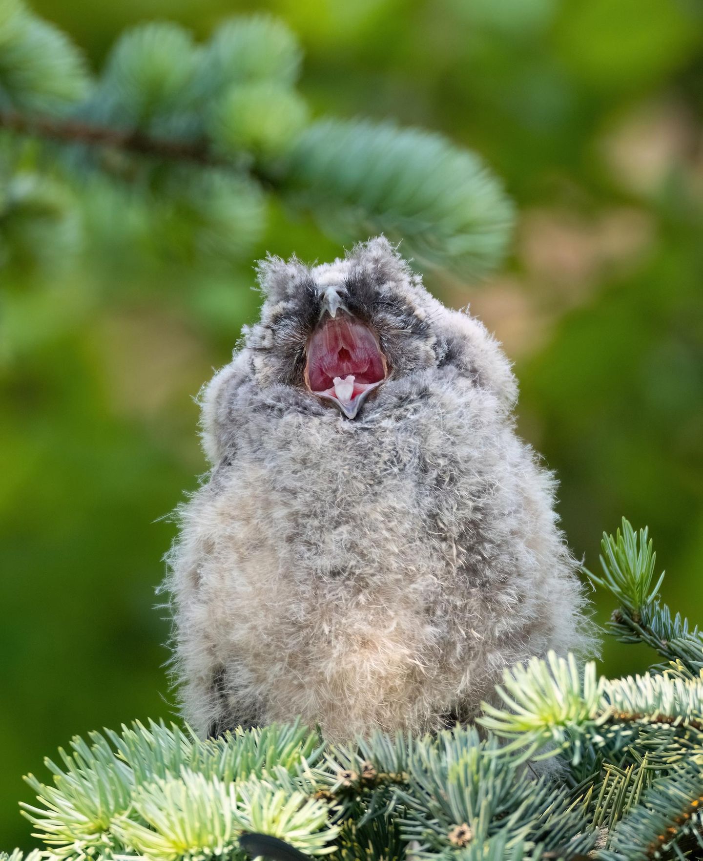 Finalistin  Das Foto ist in Frankfurt am Main entstanden. Waldohreulen-Ästlinge so nah und direkt im urbanen Umfeld zu finden und fotografieren zu können, war für mich ein  Highlight.  Besonders das kleinste Eulenkind war zuckersüß und saß absolut perfekt auf einer Tanne. Es war schön zu sehen, wie sie neugierig ihre Umgebung