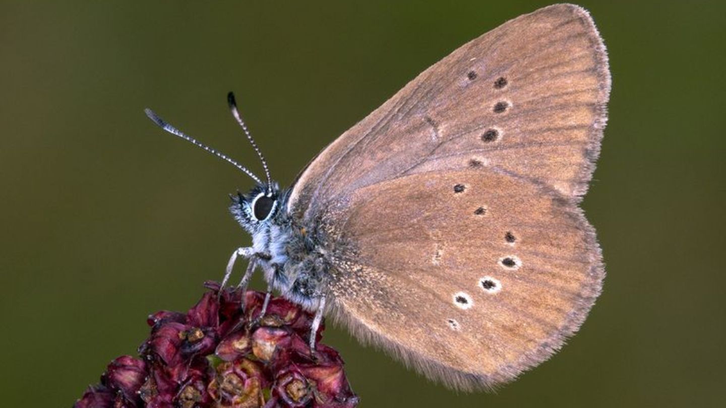 Der Dunkle Wiesenknopf-Ameisenbläuling ist der "Schmetterling des Jahres" 2026 . Foto: Tim Laussmann/BUND/dpa