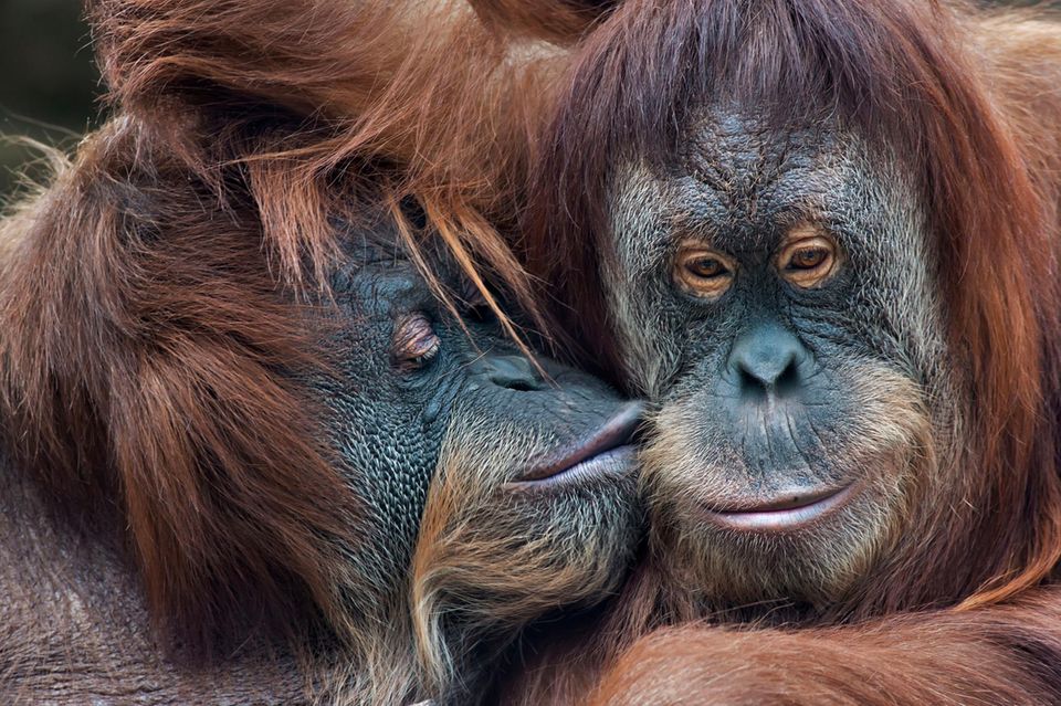 Ein Orang-Utan küsste einen anderen Orang-Utan