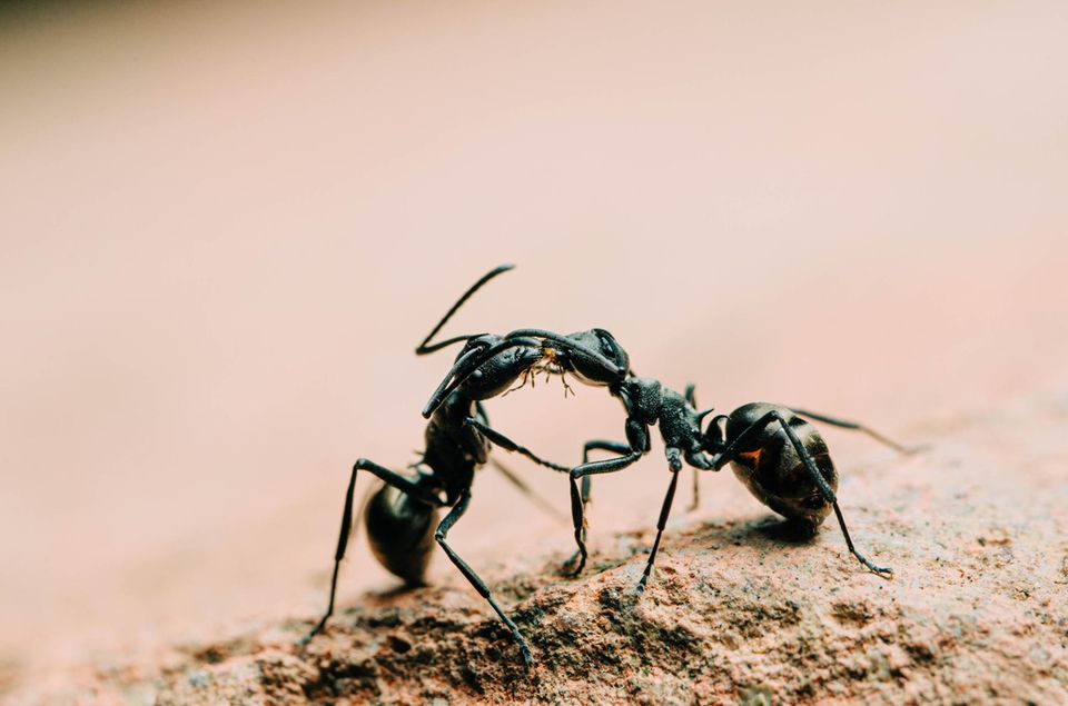 Zwei Ameisen, deren Köpfe sich berühren