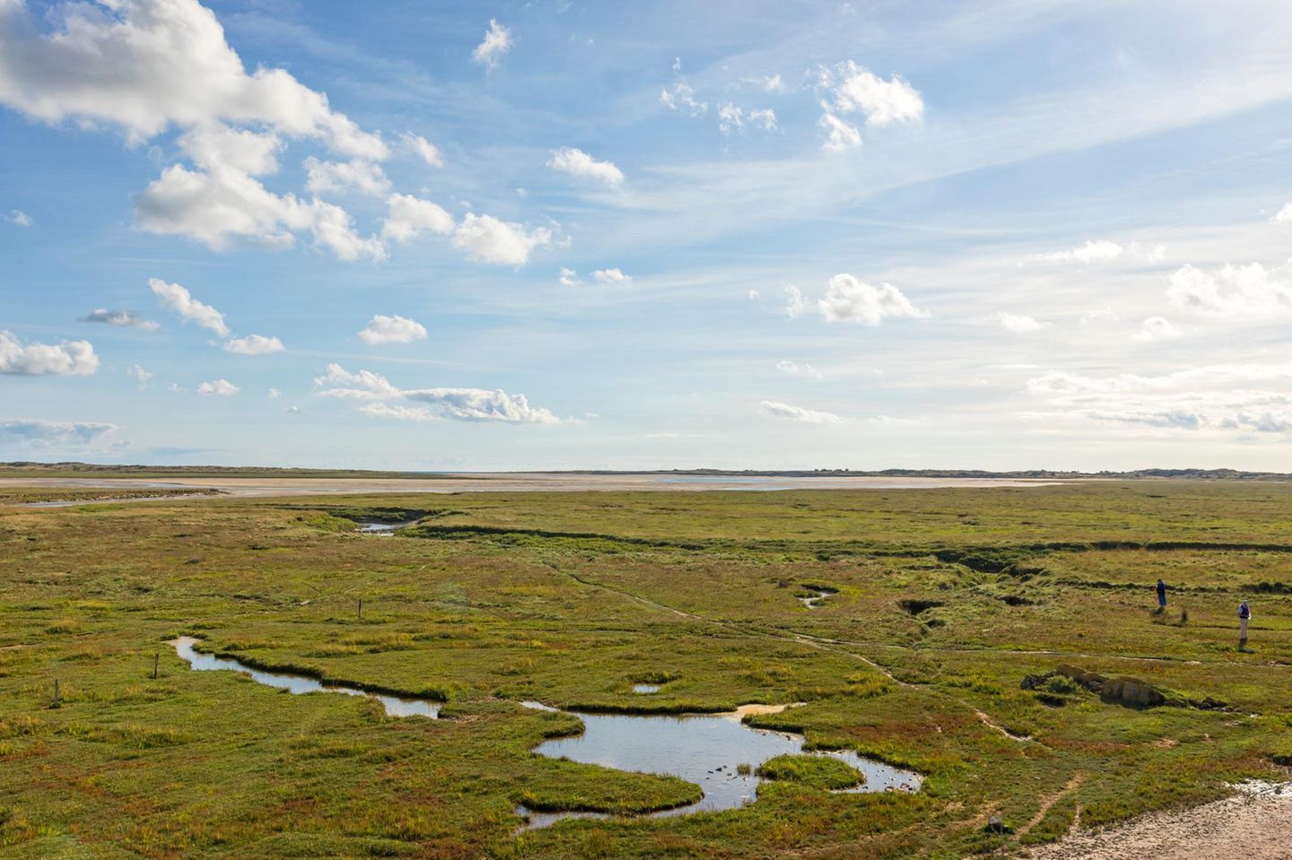 Salzwiesen im Naturpark Marais du Cotentin et du Bessin