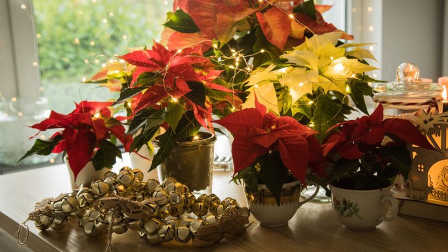 Schwere Vergiftungen durch Weihnachtsdeko sind selten, aber Vorsicht ist besser als Nachsicht. Foto: Christin Klose/dpa-tmn