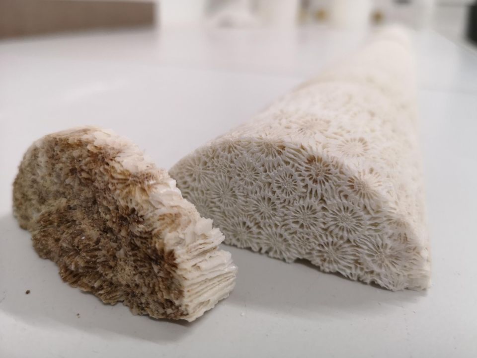 An der Spitze des Bohrkerns der Korallenart Diploastrea heliopora ist das braun-gefärbte Gewebe sichtbar